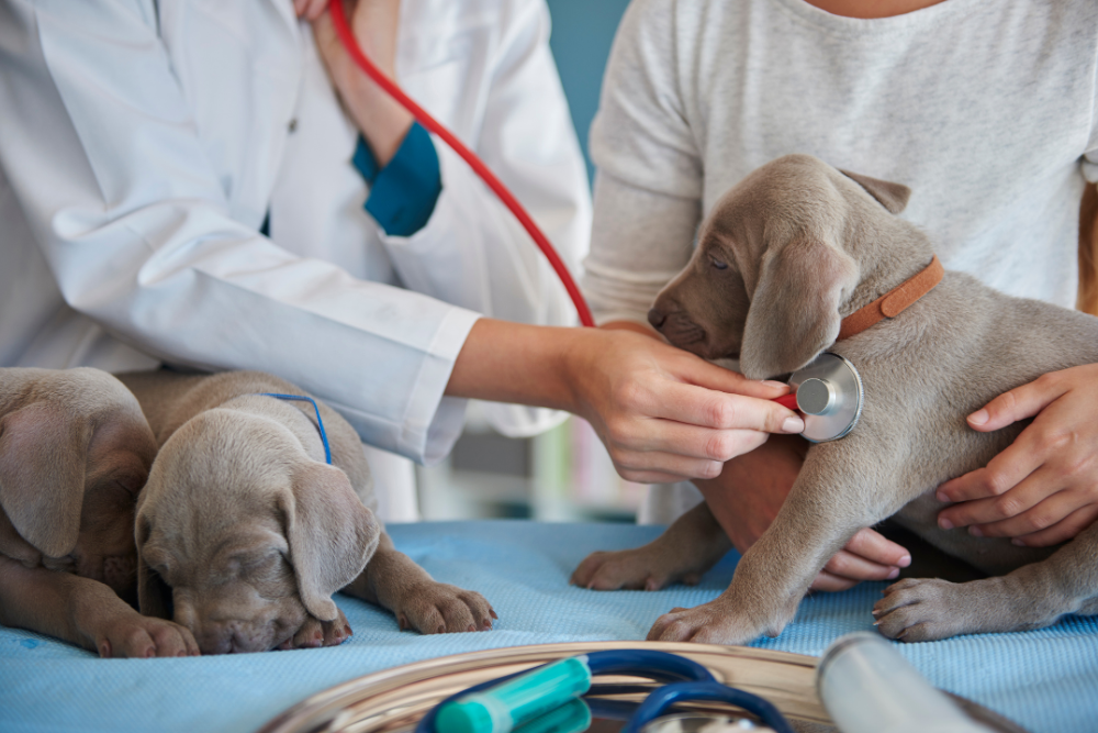 a veterinarian examining a puppy