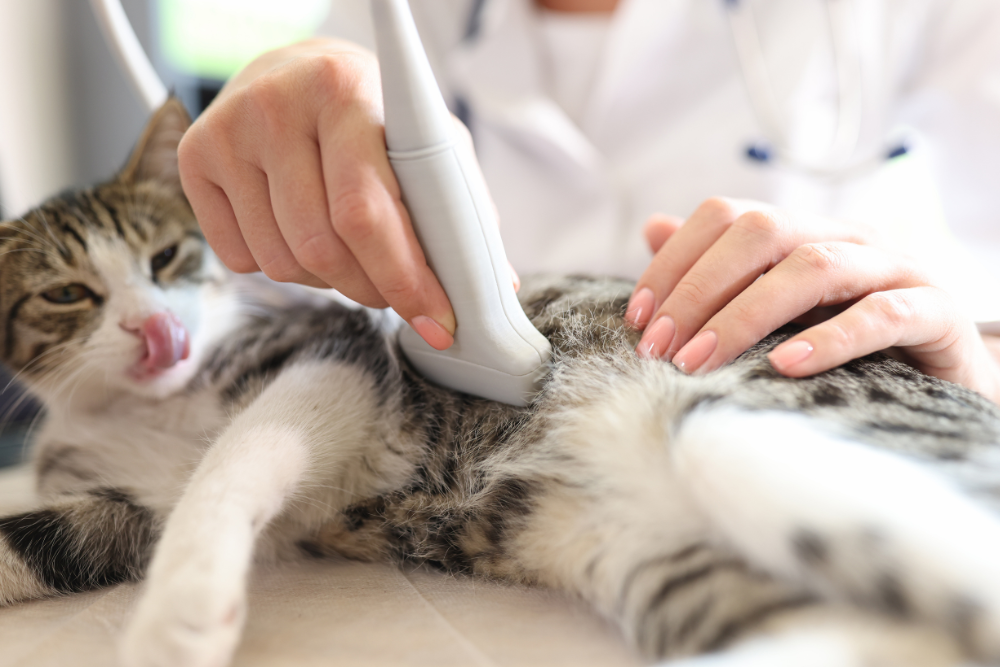 a person using an ultrasound device to clean a cat