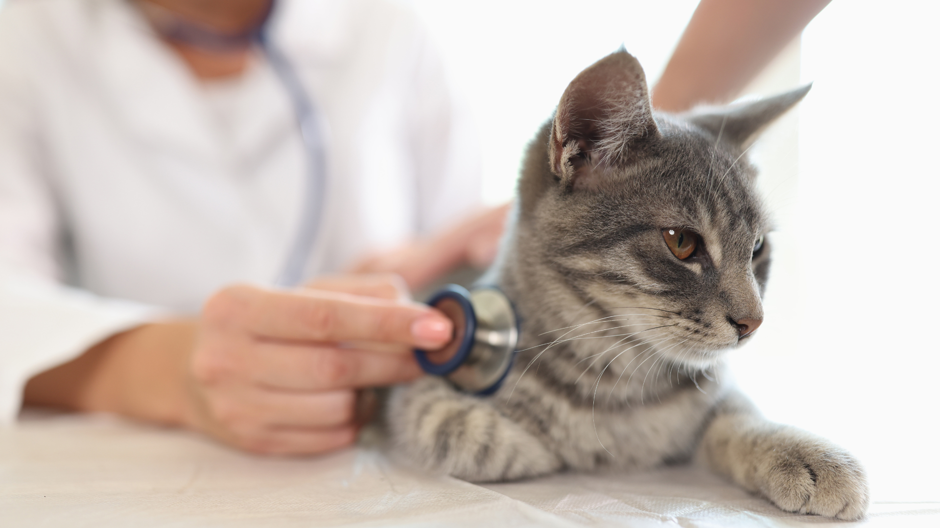 Mississauga, ON Veterinary Services | Eglinton-Hwy 10 Vet