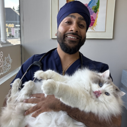 Dr. Harmeet Jassal Dr. Harmeet Jassal DVM