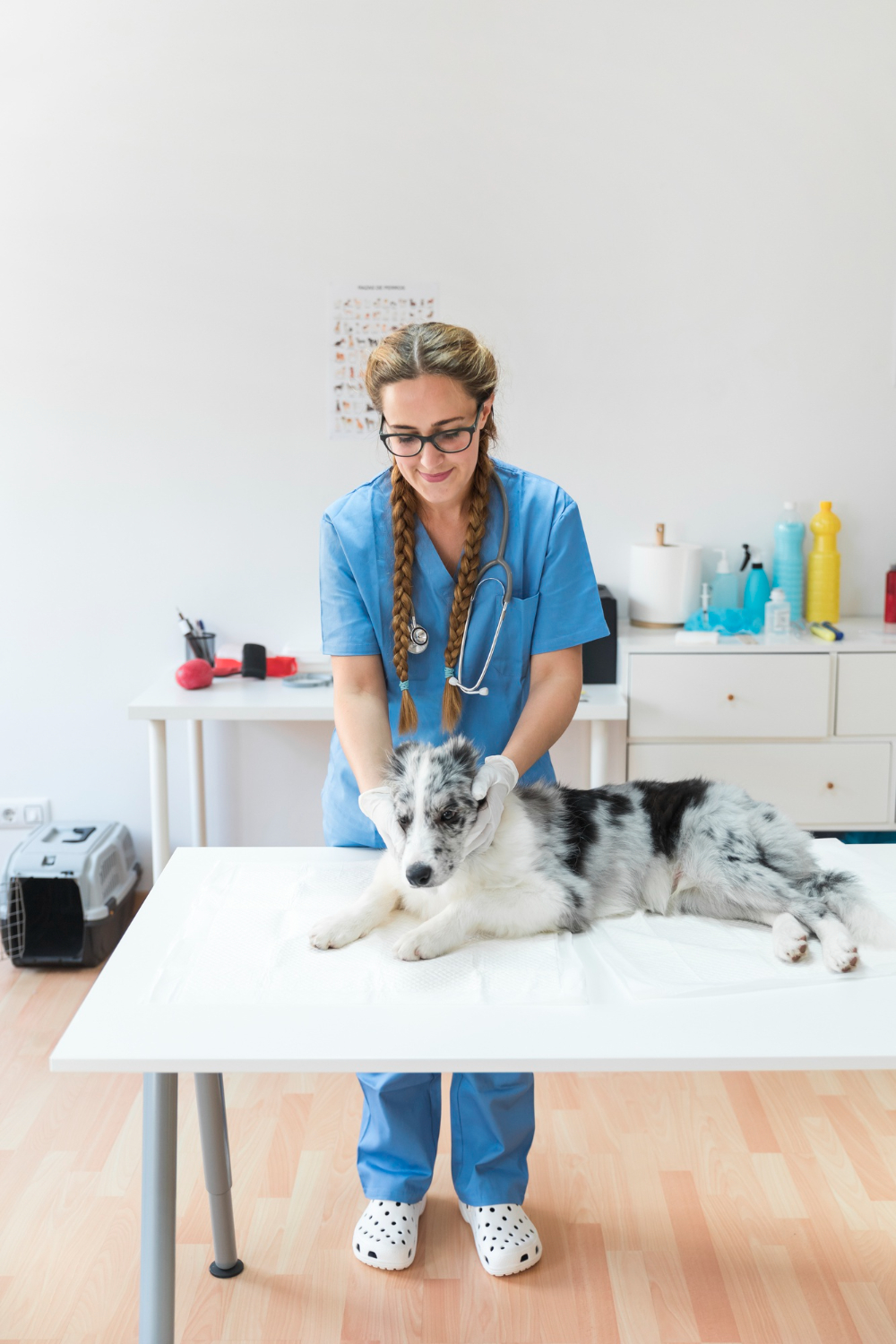 veterinarian examining the dog