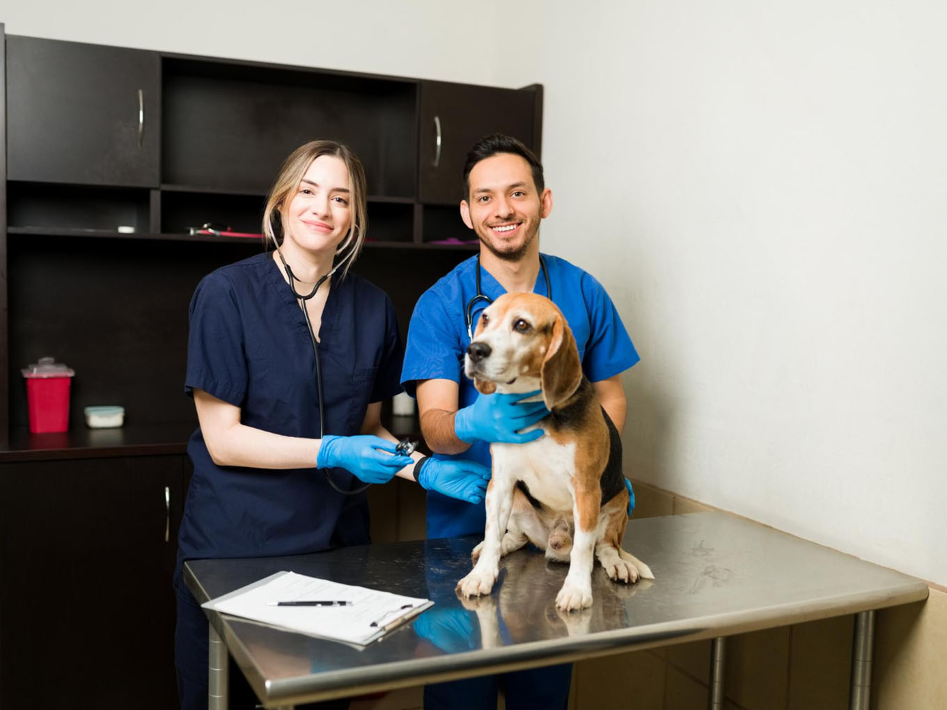 veterinarians while examining a beagle dog